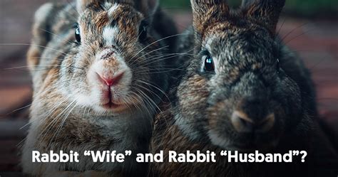 the symbolic meaning of rabbits mysticsense