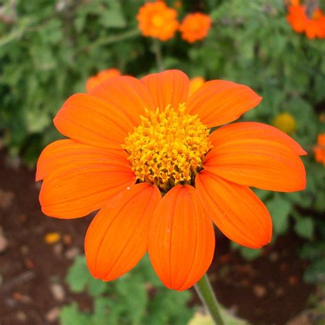 Many types of flower seeds available including petunia, marigold, adenium seeds, and many more. Mexican Sunflower (Organic) - Adaptive Seeds