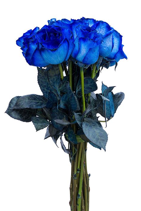 Tinted Blue Roses For Sale Flower Explosion