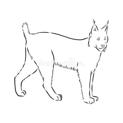 Hand Drawn Sketch Style Portrait Of Lynx Isolated On White Background