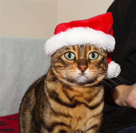 40 Cutest Santa Cats To Make Your Christmas Delightful