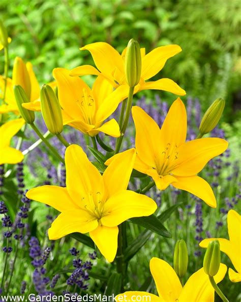 Lily Easy Sun Pollen Free Perfect For The Vase Garden Seeds