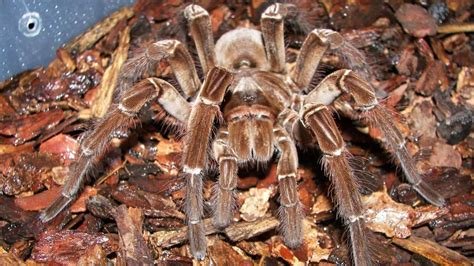 Největší pavouk na světě Sklípkan největší s 30 centimetry