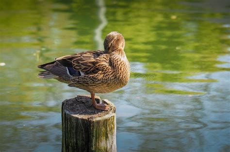 Wild Duck Sleeping On A Wood Stock Photo Image Of Water Feathers