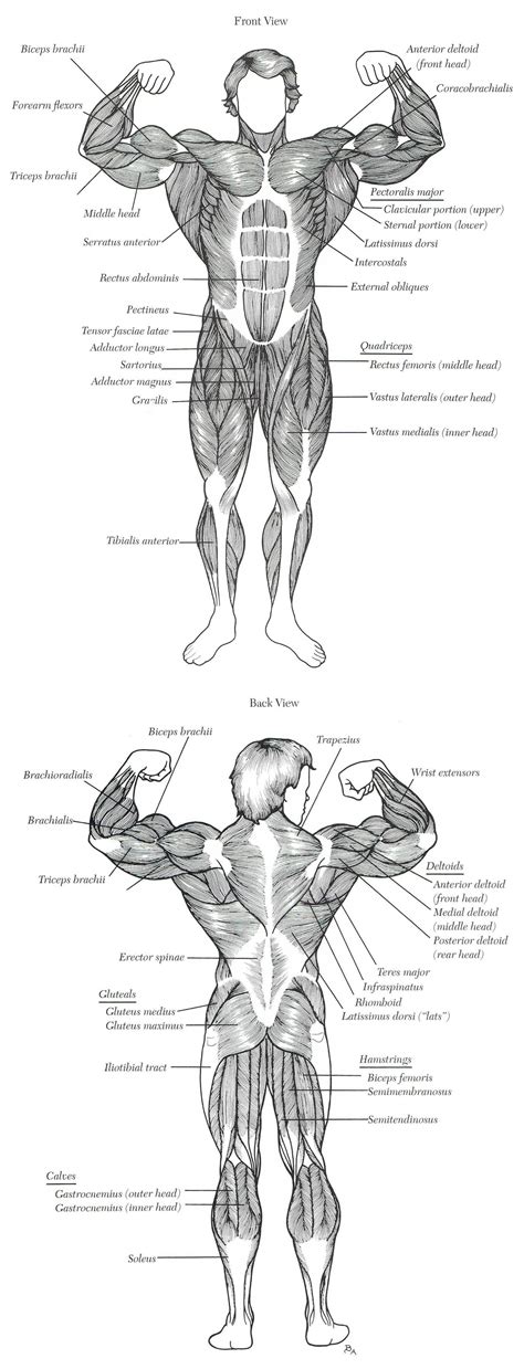 Arnold Anatomymuscle Chart Bodybuilding