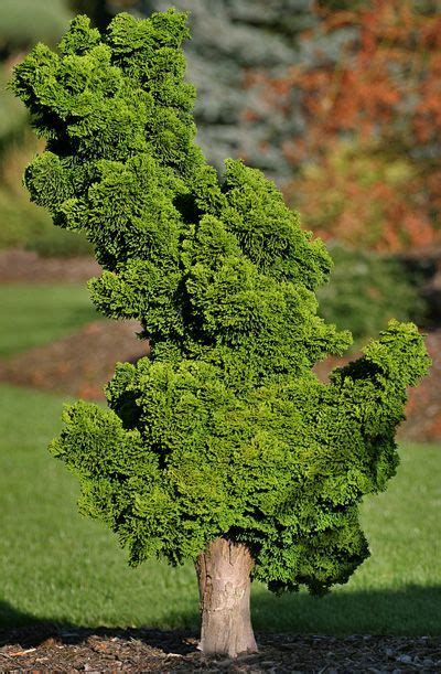 Hinoki Cypress Dwarf Conifers Garden Shrubs Evergreen Garden