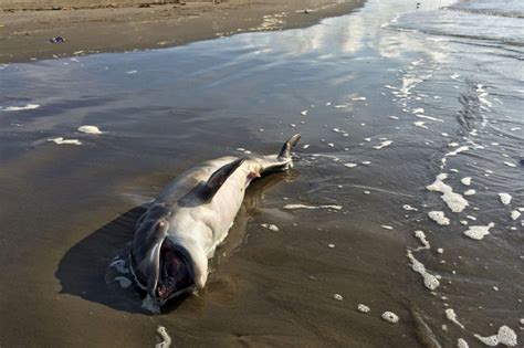 Biodegradable substances can be separated into very small parts by bacteria so that they are not harmful to the environment. Bp Oil Spill in Gulf of Mexico | Environmental Issues ...