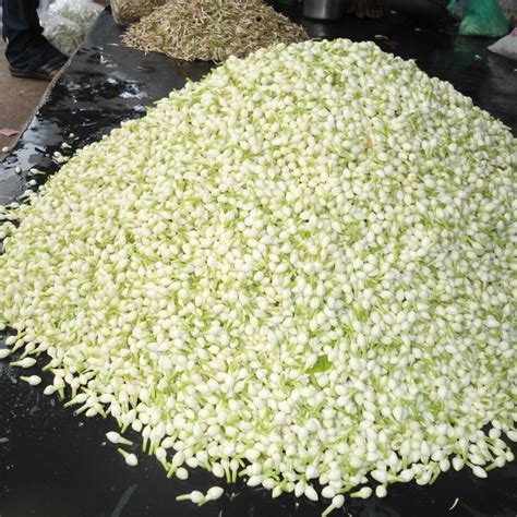 Jasmine Flower In Madurai Latest Price And Mandi Rates From Dealers In