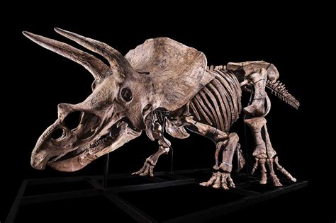 The Skeleton Of The Worlds Biggest Triceratops Goes On Sale Cnn