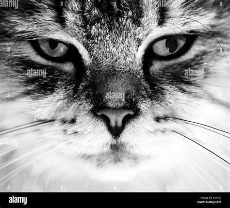 Black And White Close Up Cat Portrait Stock Photo Alamy