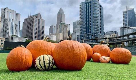 Featured Activity Must Visit Pumpkin Patches Fall 2022 Charlotte Nc