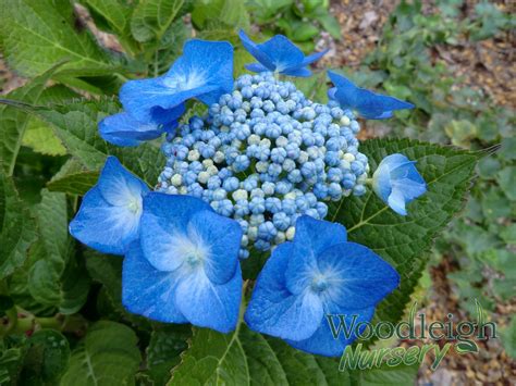 Hydrangea Macrophylla Blue Meisse Blaumeise Woodleigh Nursery