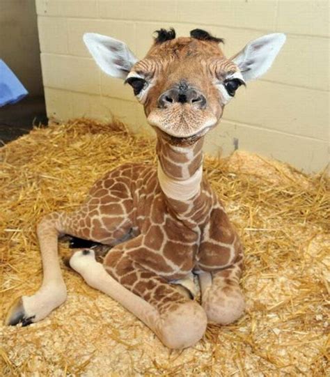 Baby Giraffe Cute Baby Animals Baby Animals Pictures Baby Animals Funny