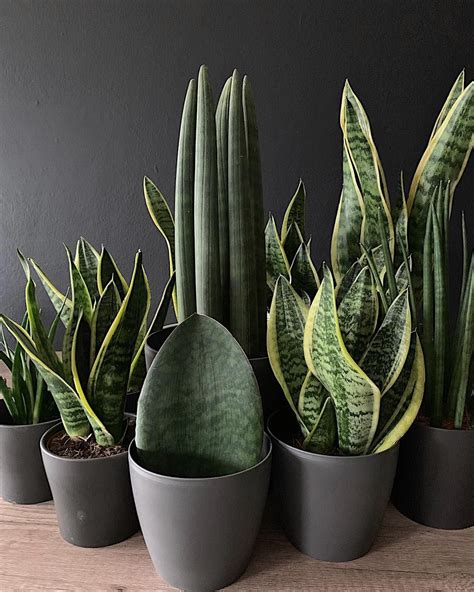 Everything You Need To Know About Snake Plants Succulentcity