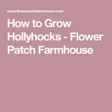 How To Grow Hollyhocks Hollyhocks Flowers Lilac Hollyhock