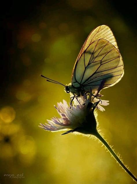 Begin in a downward facing dog position: Pin by Sharron Thyden on Butterflies (With images) | Beautiful butterflies, Cute butterfly ...
