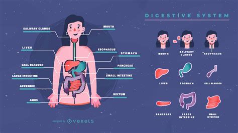 10 Facts About The Digestive System Rezfoods Resep Masakan Indonesia