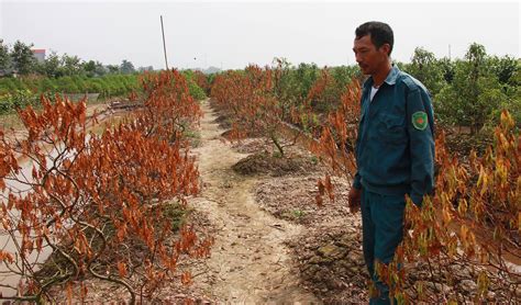 .bóng đá bằng tiếng việt nhiều người đọc nhất trên thế giới, tạp chí bóng đá, tin bóng đá 24h, video bóng đá 24h, tin tức bóng đá, tường thuật bóng đá, lịch thi đấu, kết quả. Đau đớn nhìn đào Tết chết khô ở Thái Bình - VietNamNet
