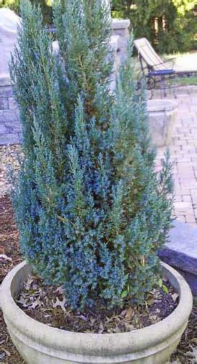 Blue Point Junipers For Sale Compare Prices