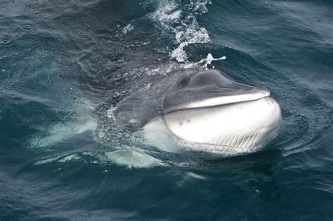 The common minke whale is the smallest of all baleen whales common minke whales have between 50 and 70 expandable pleats that run from their throats to. Minke Whale - "OCEAN TREASURES" Memorial Library