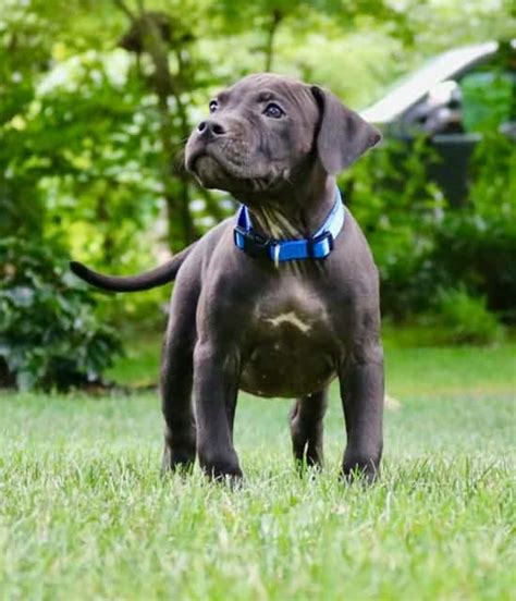 All Black Pitbull Puppies For Sale Near Me Eumolpo Wallpapers
