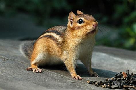 Chipmunk Chipmunks Canadian Wildlife Animals Wild