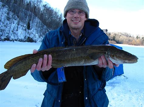 Burbot Fiddlefish