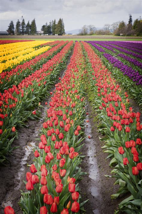 Tulip Fields In The Skagit Valley Washington State Stock Image