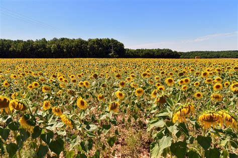 Hermoso Paisaje Lleno De Girasoles En Crecimiento Brillando Bajo El