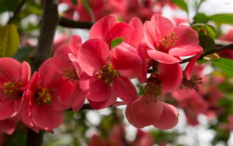 Red Blossoms Wallpaper Flower Wallpapers 30441