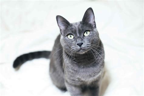 10 Best Cat Breeds For Apartment Living