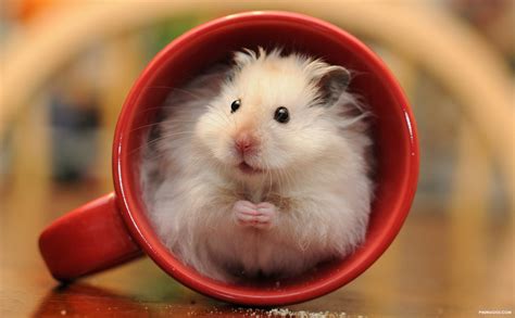 Chia sẻ nhiều hơn hình nền chuột hamster dễ thương tuyệt vời nhất Tin học Đông Hòa