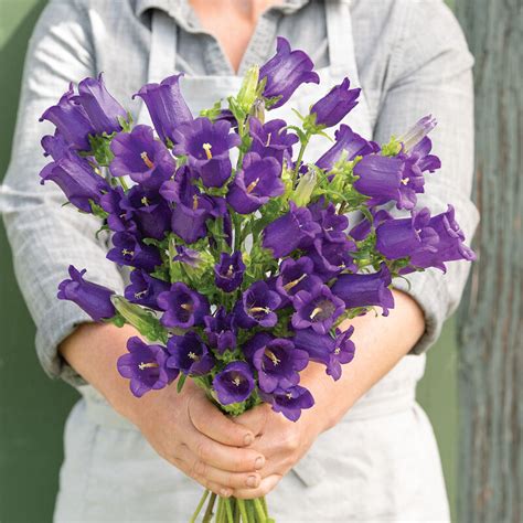Champion Blue Pelleted F1 Campanula Seed Johnnys Selected Seeds