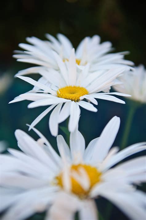 Chamomile Flowers White Bloom Closeup Hd Phone Wallpaper Peakpx