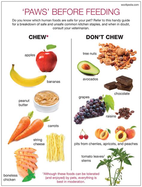 Some fruit that is ideal for feeding your dog includes bananas, berries, watermelon, mango, and oranges. Which Foods Are Safe to Feed Your Pet? - American Kennel Club