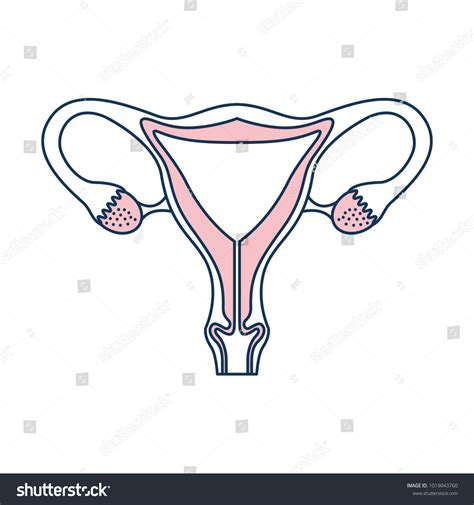 Female Reproductive Organ Icon Stock Vector Royalty Free 1019043760