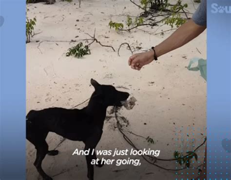 Guy Saves Starving Dog On A Deserted Island Animal Lover