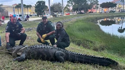 600 Pound Alligator Found Behind Florida Mall Sheriff Says Lexington