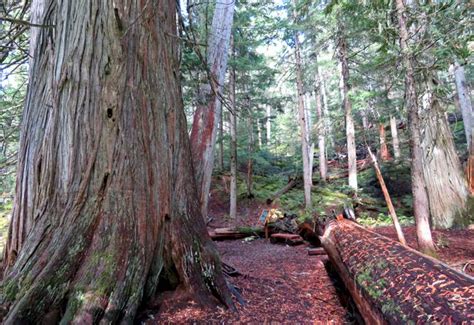 Take A Hike In Whistlers Ancient Cedars