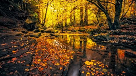 Beautiful Yellow Autumn Leafed Forest Foliage River With Reflection Hd Nature Wallpapers Hd