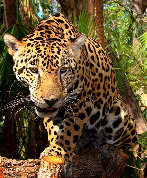 Filejunior Jaguar Belize Zoo Wikimedia Commons