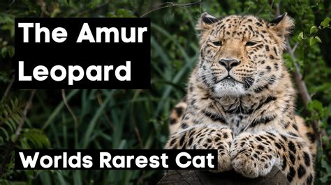 The Worlds Rarest Cat The Amur Leopard And Its Fight For Survival