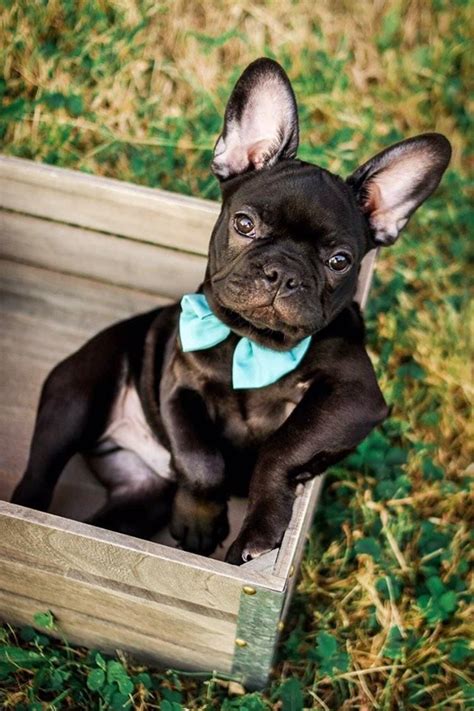 Brindle French Bulldog French Bulldog Puppies Cute Dogs And Puppies