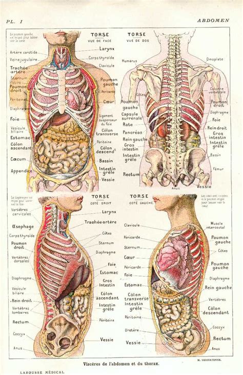 Pin On Anatomie Du Corps Humain