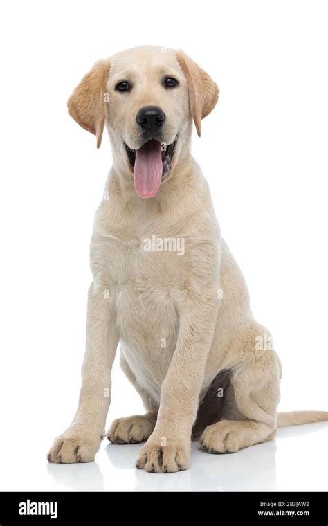 Happy Young Labrador Retriever Puppy Dog Siting And Panting Isolated On