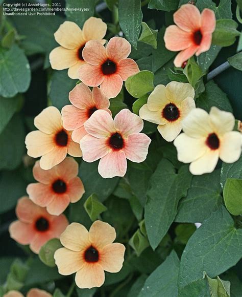 Black Eyed Susan Vine Or Spanish Eyes Also Known As