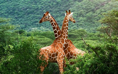 Wallpaper Animals Nature Giraffes Wildlife Zoo Jungle Giraffe