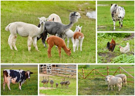 Farm Animals Collage Stock Photo Image Of Cattle Breeding 91065266