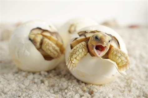 Close Baby Tortoise Hatching African Spurred Animales Oviparos
