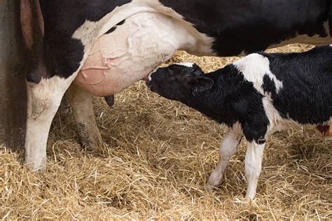 Calf Suckling Milk Stock Photos Pictures And Royalty Free Images Istock